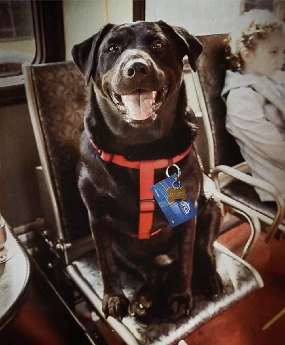 Want some good dog films to watch?🐕
Tonight from 7PM The Top Dog Film Festival launches virtually celebrating man's best friend
Tune into Ep:34 the bonus Xmas episode of my podcast A DOG'S LIFE to find out more!
🎧On all platforms🎧
 apple.co/2WPYrZr