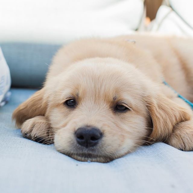 rayheikkila's tweet photo. cute puppy https://t.co/AAxWsSIN9k