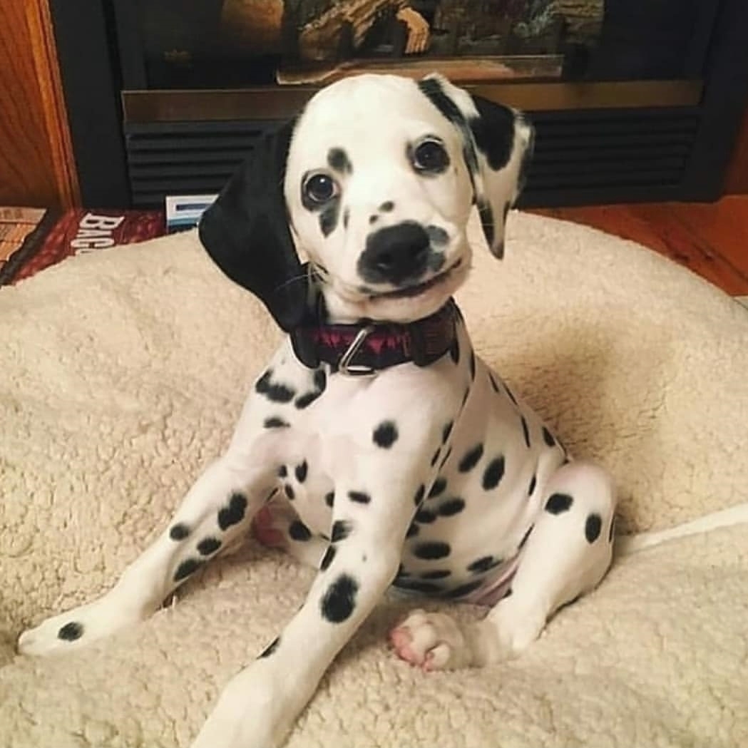 puppyingabout's tweet photo. All the dots!
All credit to @thatsmysuperdog
.
.
.
Make sure to visit your local animal home! 🙂 https://t.co/a0E1ajN95X