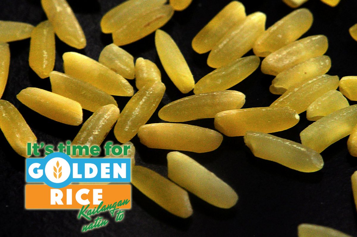 MalusogRice's tweet photo. Follow Golden Rice Ph on Facebook for updates🌾
https://t.co/8l5mQXs7S7
Let your support for the approval of Golden Rice be heard! Send an email to: bpibiotechsecretariat@gmail.com
#ItsTimeForGoldenRice #GoldenRicePH #GoldenRiceAprub https://t.co/ThTcJTRJA4
