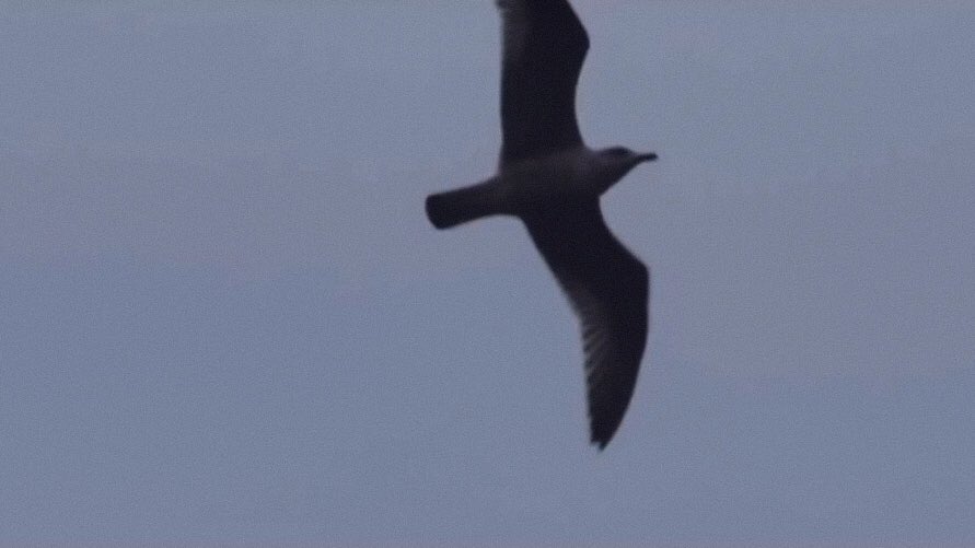 GCF in Helsinki191227MIN 0:55