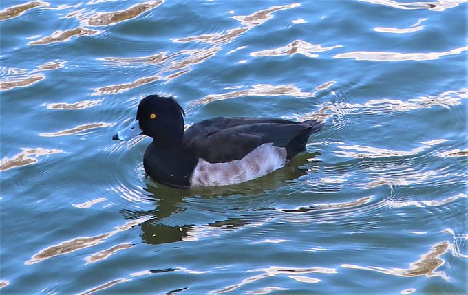 長居植物園冬のtwitterイラスト検索結果