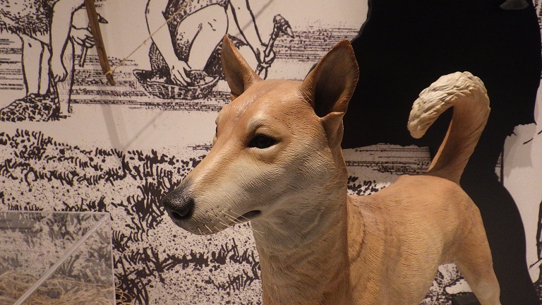 石川県立歴史博物館 年末は大掃除の季節 明日の休館日には当館の展示室でも大掃除を行う予定です 掃除前に展示室を点検していたら 縄文犬のヒゲが少し抜かれていることが発覚 ヒゲは 釣り糸のテグスを使って再現しています また植えてあげれば