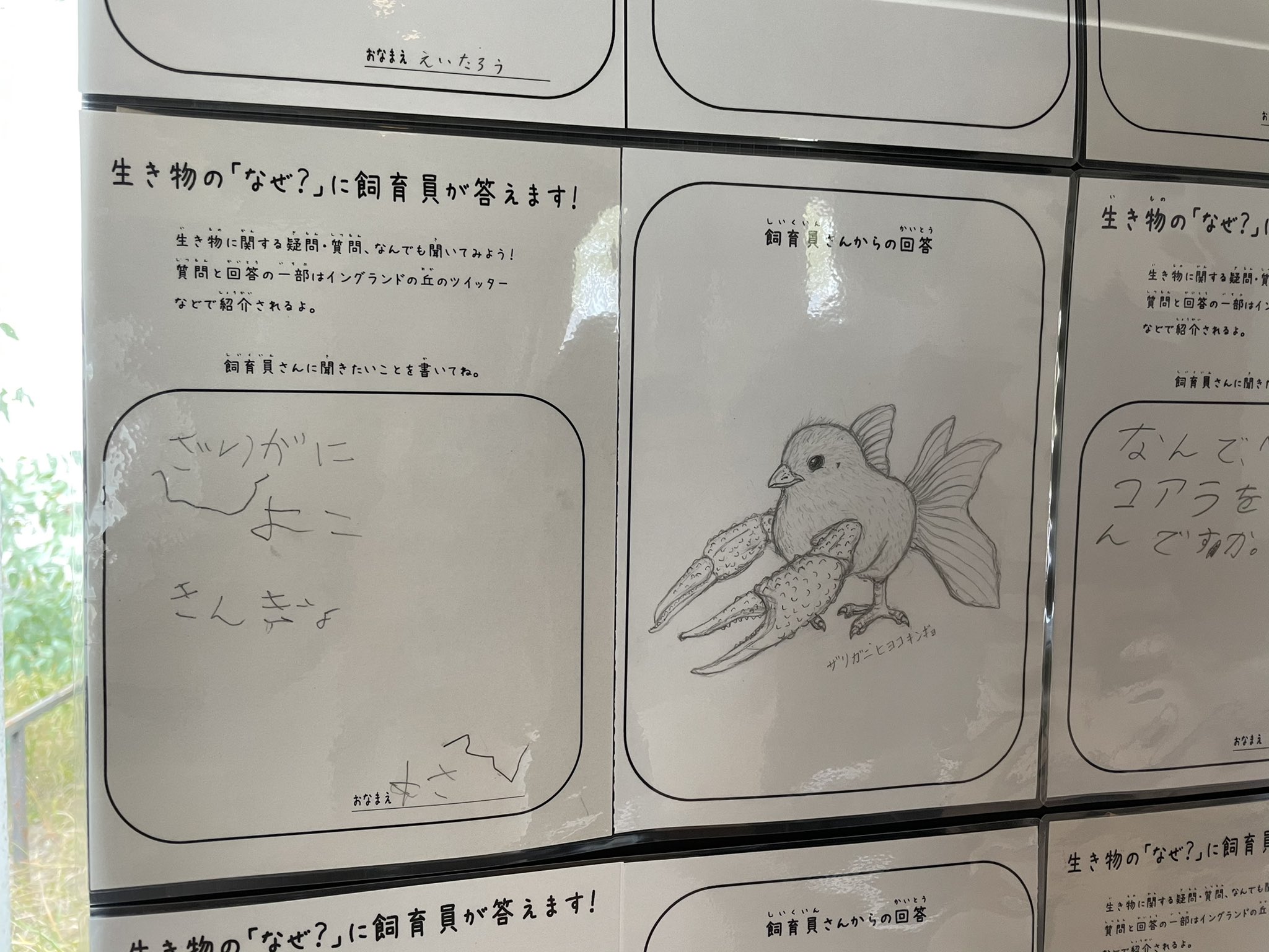 まおた イングランドの丘でザリガニひよこ金魚見てきた まおた イングランドの丘でザリガニひよこ金魚見てきた