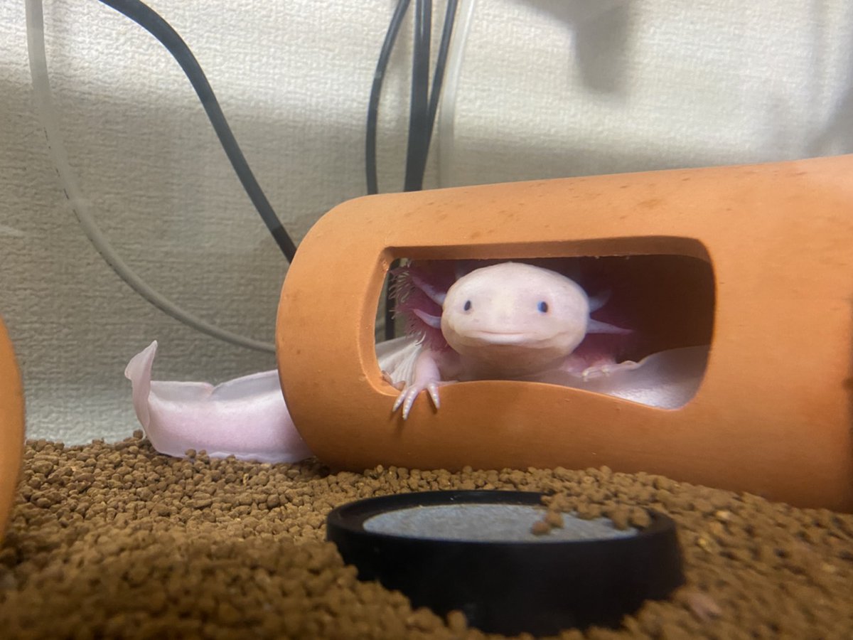 ウーパールーパー飼育 ウーパールーパー飼育