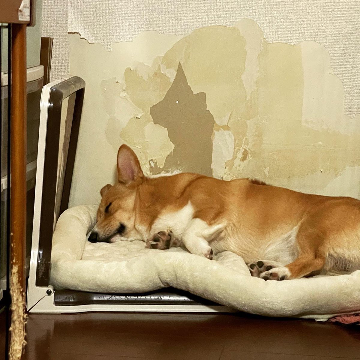 爆睡犬