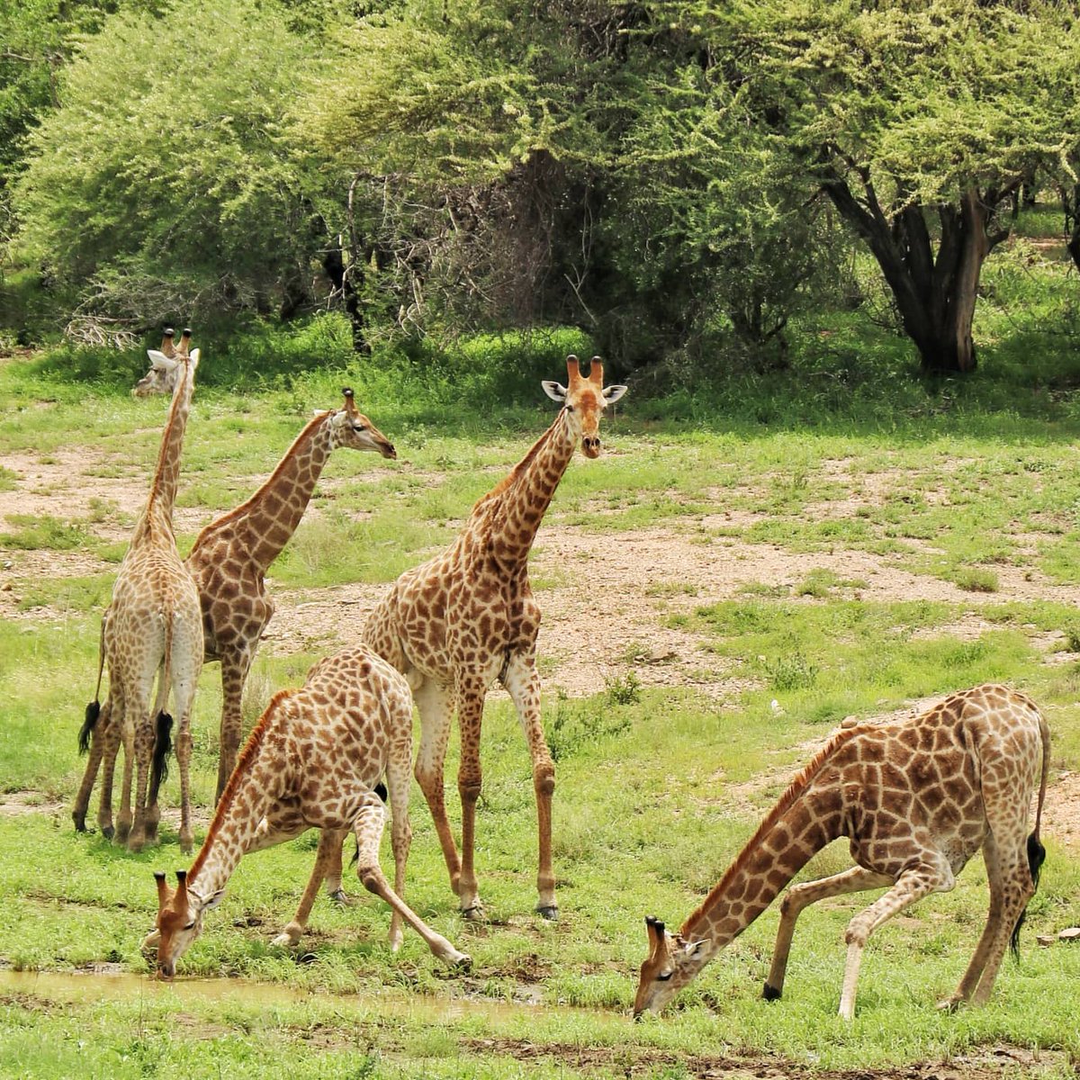 Dineo Zonke tweet media