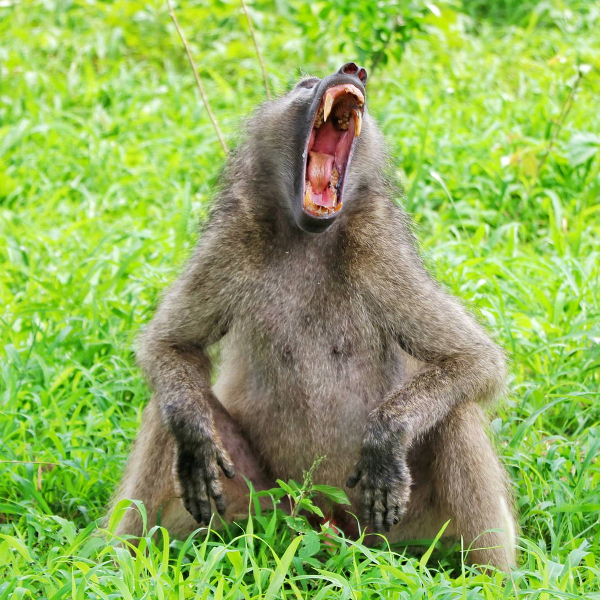 Dineo Zonke tweet media