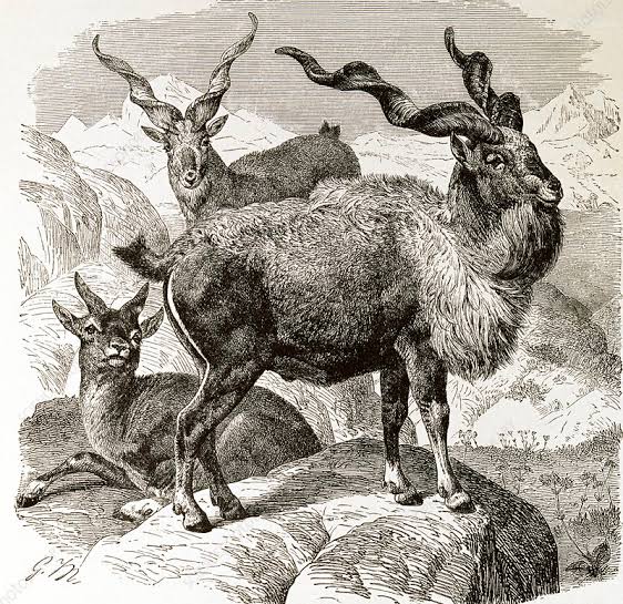 The Conservation of Markhor (Capra falconeri) in Pakistan a thread based for articles.