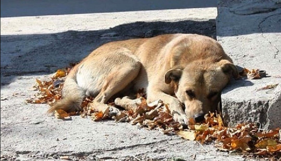 Бродячие псы. Найдены бездомные собаки. Найдены бездомные собаки. Бездомные собаки. Бездомные собаки на улице.