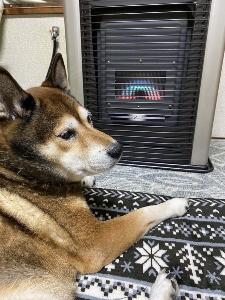 תג ストーブ犬 בטוויטר