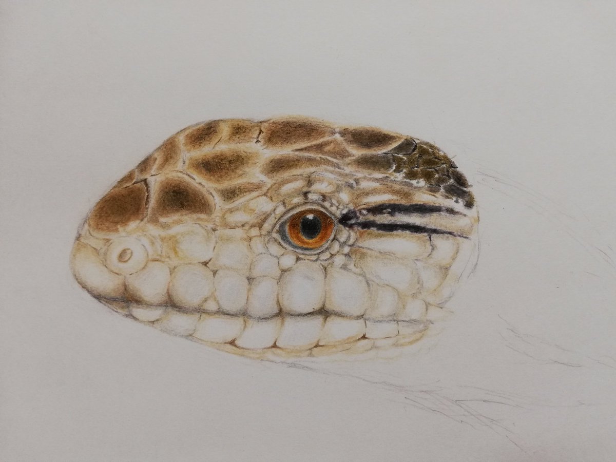 Twoucan 爬虫類好きさんと繋がりたい の注目ツイート イラスト マンガ Twoucan 爬虫類好きさんと繋がりたい の注目ツイート イラスト マンガ