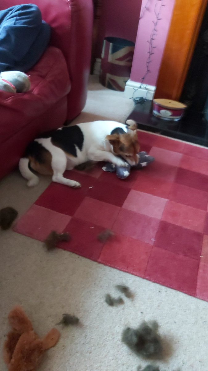 TuftyandMilo's tweet photo. I loved opening my Christmas presents. https://t.co/Catre4lt4Q