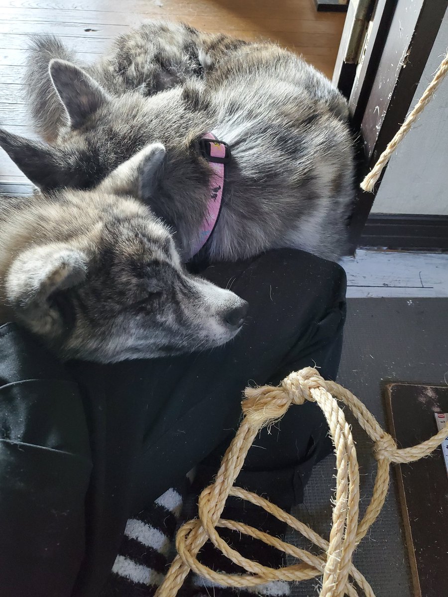 犬舎命音 もくし編んでる間 ずっとくっついている甘えん坊たち W かわいいのだけどねっ左足は使うから 枕にされるとちょっと困る ゚d゚ ゞ 笑 秋田犬 秋田犬ブリーダー 秋田犬虎毛 秋田犬子犬 大型犬のいる暮らし いろんな仕事やってます 犬舎命音 もくし編んでる間 ずっとくっついている甘えん坊たち W かわいいのだけどねっ左足は使うから 枕にされるとちょっと困る ゚d゚ ゞ 笑 秋田犬 秋田犬ブリーダー 秋田犬虎毛 秋田犬子犬 大型犬のいる暮らし いろんな仕事やってます