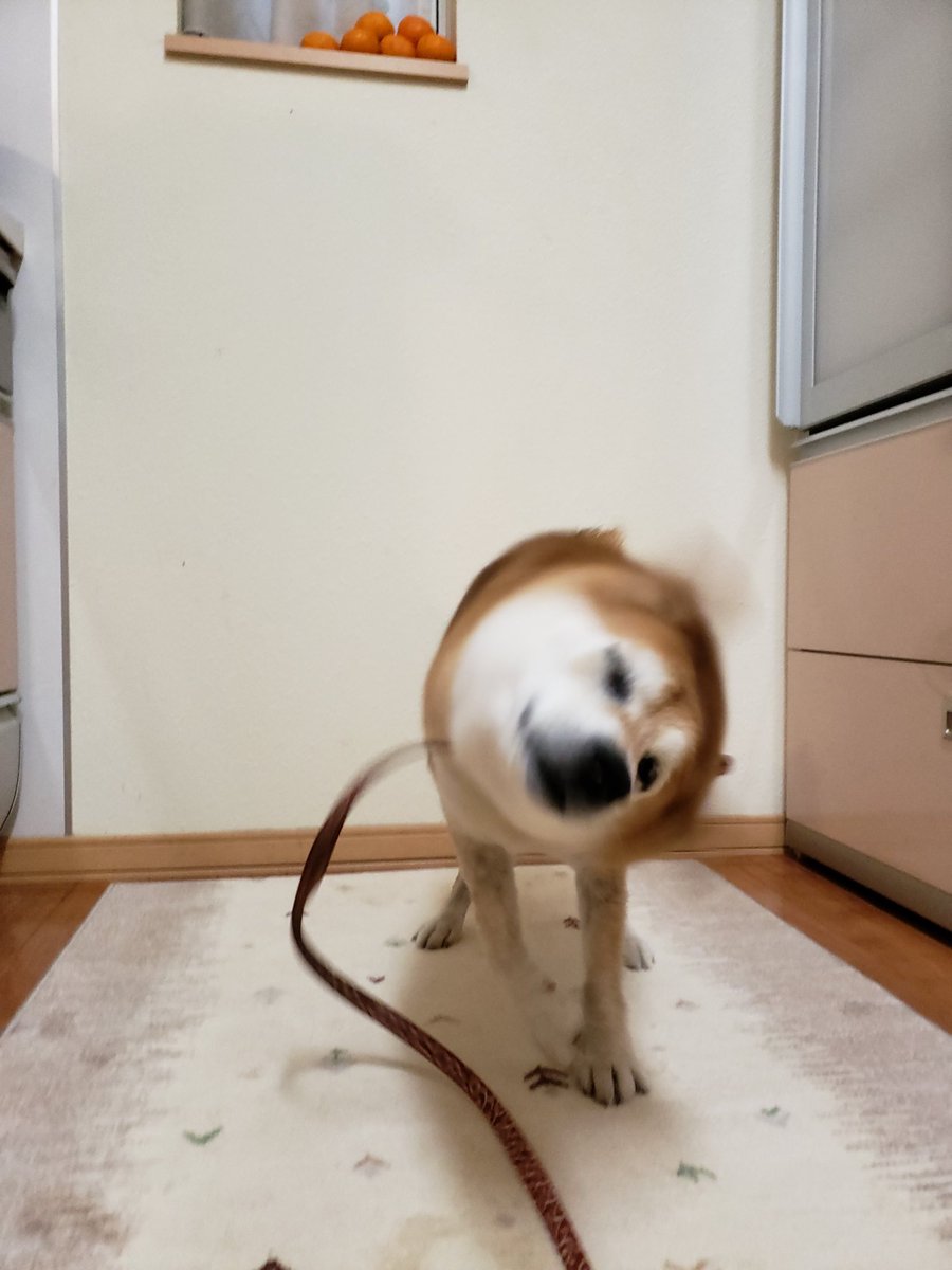 どんどん雪に突き刺さっていく犬が可愛い 犬ドリル の写真を永遠集めてみた Togetter どんどん雪に突き刺さっていく犬が可愛い 犬ドリル の写真を永遠集めてみた Togetter