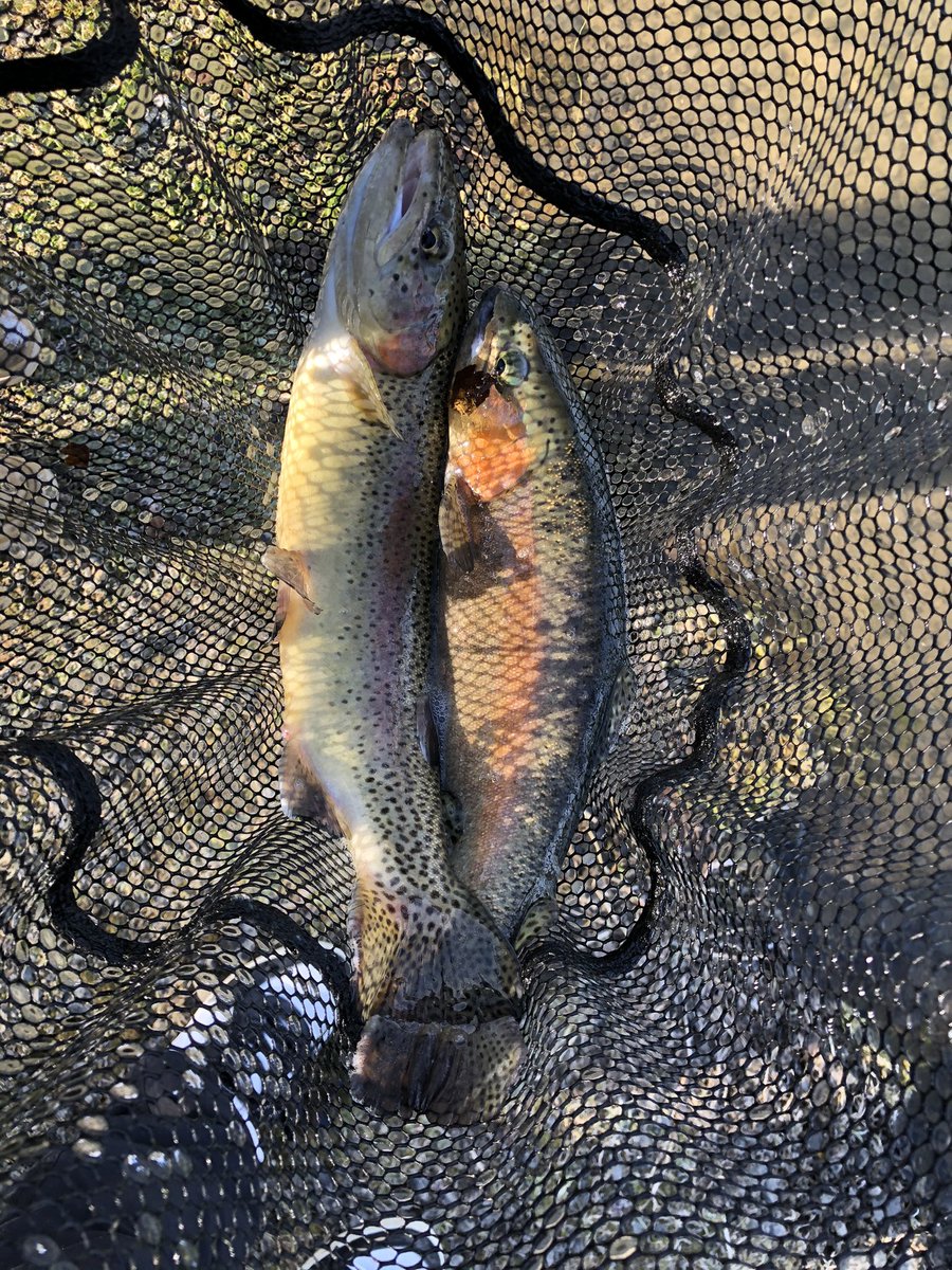 カムパネルラ Campanella46 Twitter