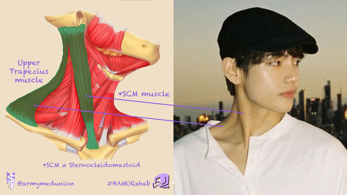 As the quote goes "I bend, but I do not break," Taehyung can bend and turn his neck with the help of these muscles below (and they won't break as their tendons are really strong!)  #BAMURehab