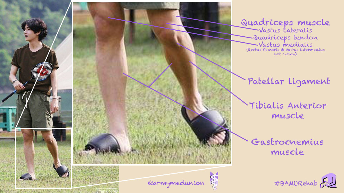 The muscles of the legs allow Taehyung to stand for long hours when performing (or when figuratively kicking out all of the antis trying to mess with ARMY!)  #BAMURehab