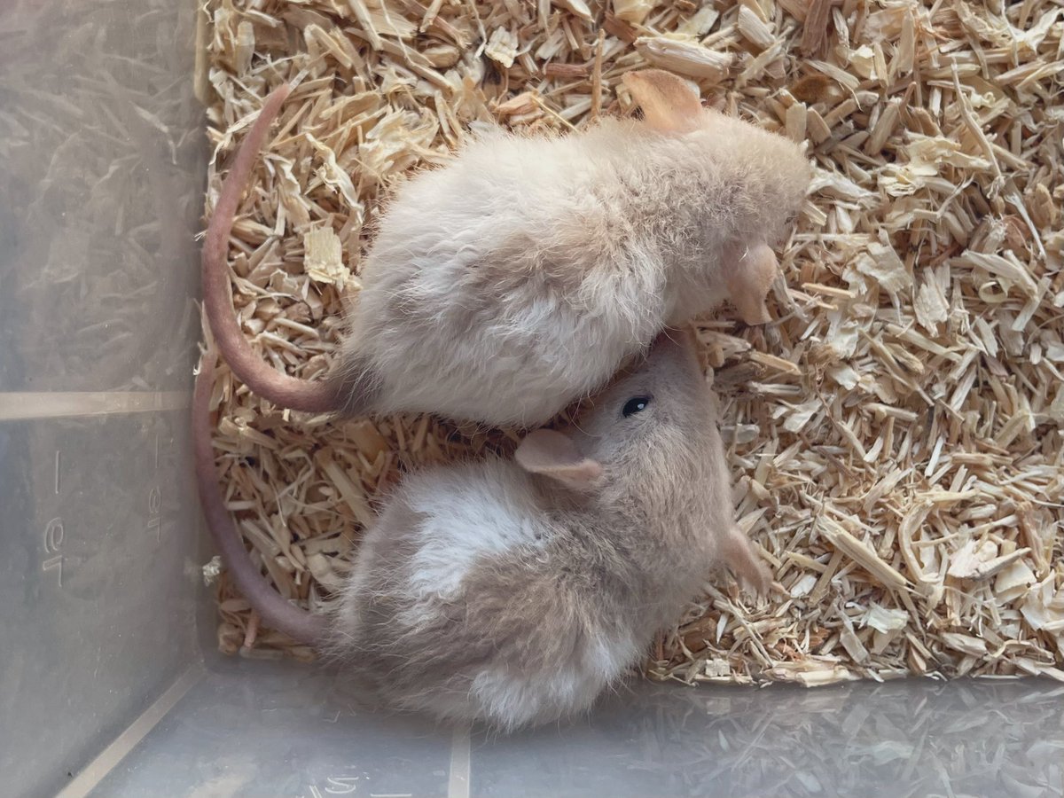 Two Smeeze rex boys looking for a new 🏡