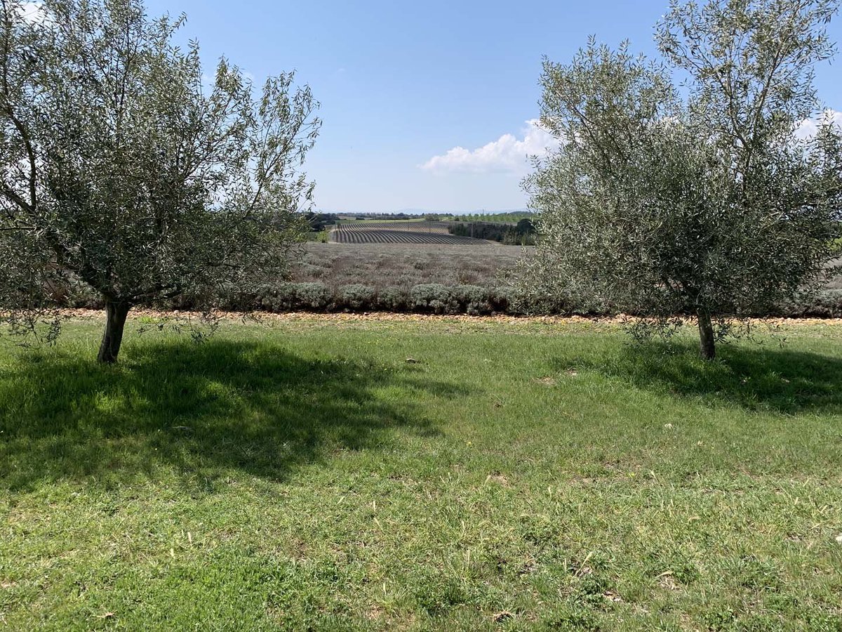 ParkandView's tweet photo. ⛺️ "Dans les oliviers, vue sur champs de lavande"⛺️
🇫🇷 Alpes-de-Haute-Provence 🇫🇷

Environnement: #Campagne, #Ferme
Activités: #Randonnée, #Vélo, #VieSauvage

https://t.co/y3P7iZs8U8

#camping #camper #campers #vacance #vacation #Vacaciones #travel https://t.co/4jF8WlukFO