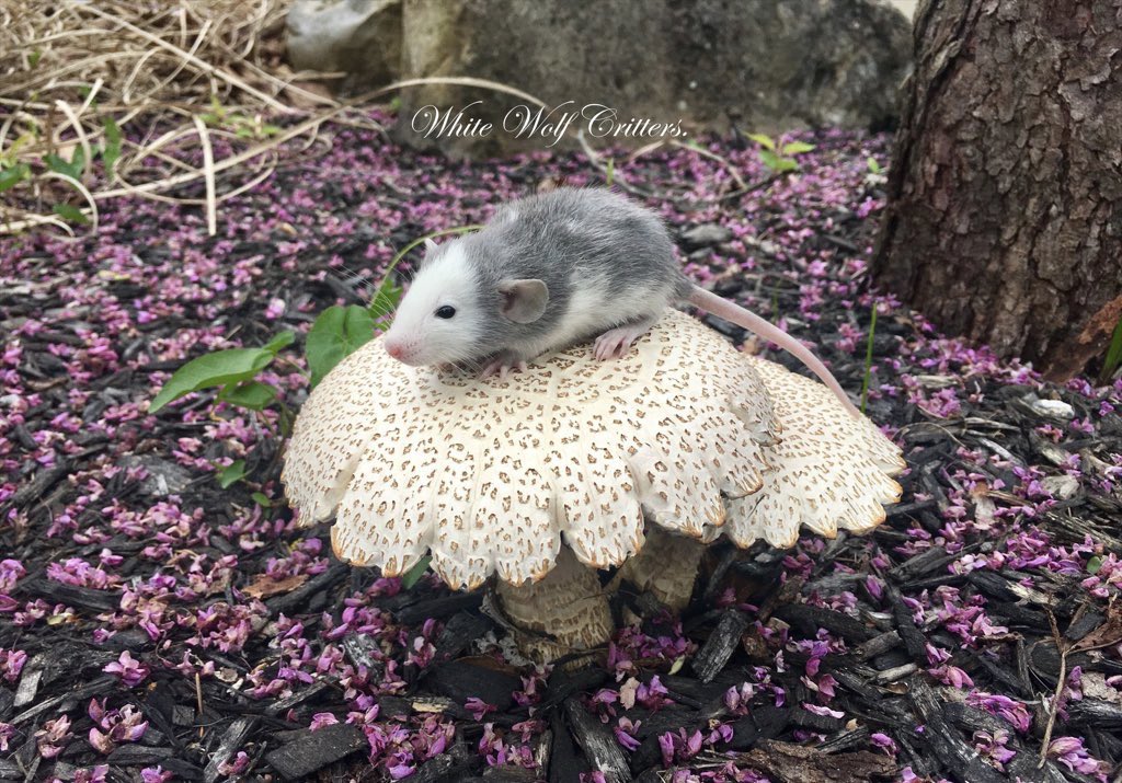 My baby rat on a toadstool photo has gone viral again thanks to several popular accounts recently sharing the image. Seen by millions upon millions of people all over the world, this photo remains my most beloved and popular picture taken to date. 🍄