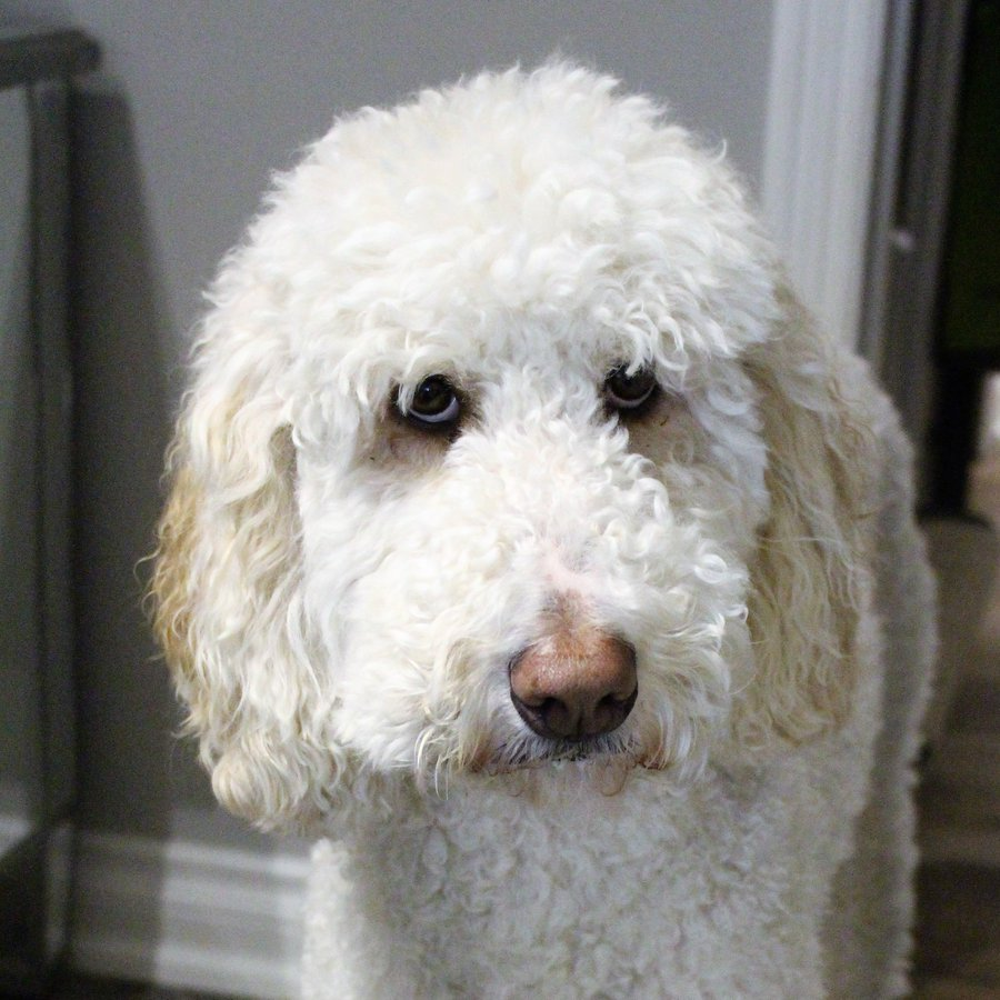 DoodleNessa's tweet photo. "Alexa, how do I get Burt's Bees chapstick off the carpet?"
Asking for a friend..
#BoredInLockdown https://t.co/vxBP9yXtzv