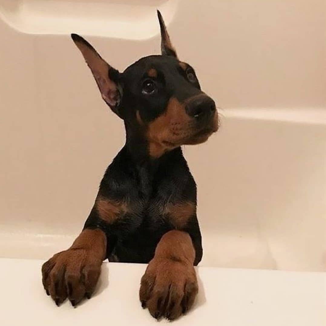 ARTIFAXING (@pedestrian) on Twitter photo 