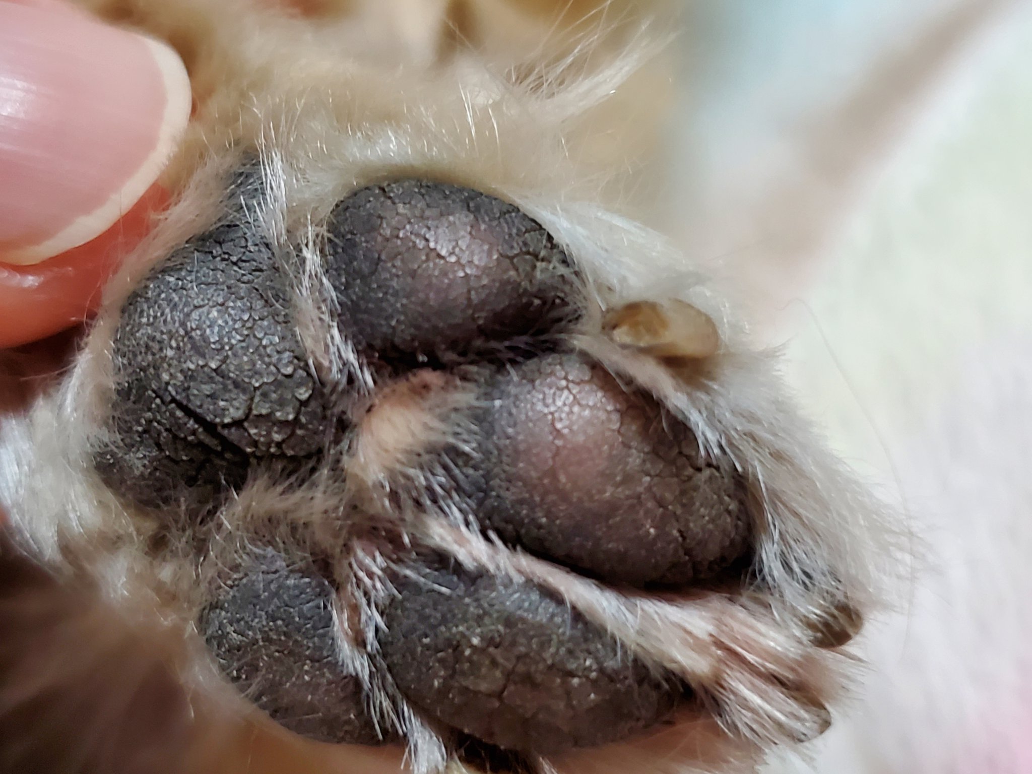 チワワのトト 16歳 愛犬トトの肉球がひび割れて乾燥してしまいました 初めてのことで肉球 クリームも色々あって選べなくて困っております お薦めの肉球クリームご存知の方いらっしゃいましたら教えていただきたいです よろしくお願いします 老犬 秘密