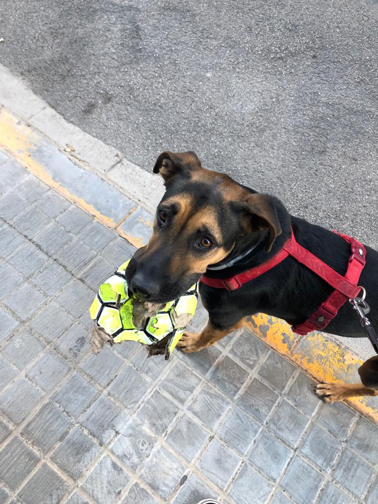 algaba_eva's tweet photo. A robar i trencar balons ningú la guanya. https://t.co/49tuGs8xFQ