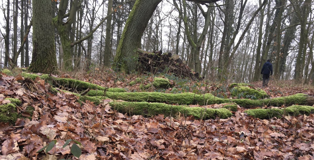 Kurze #Wanderung um den #Glauberg #Moos bringt etwas Farbe ins Trübe - schönen Sonntag