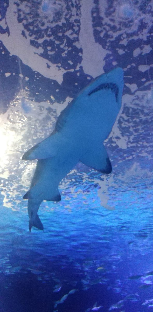 nunubelle76's tweet photo. #ohlala magic in motion @Oceanografic_vl absolutely recommend it. #bonito #avisiter #Magia https://t.co/8SjCS6H2Du
