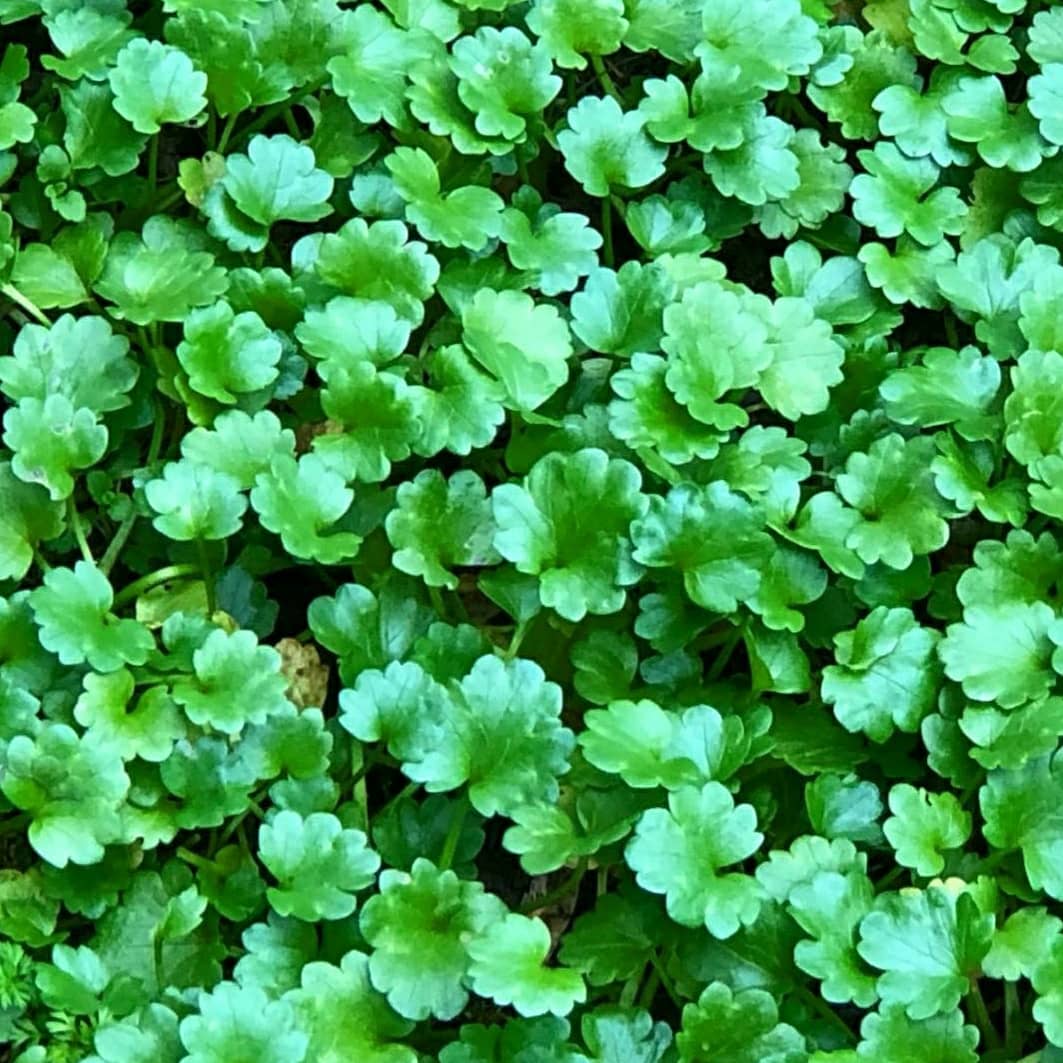 #Yeşil 💚
#Green 💚