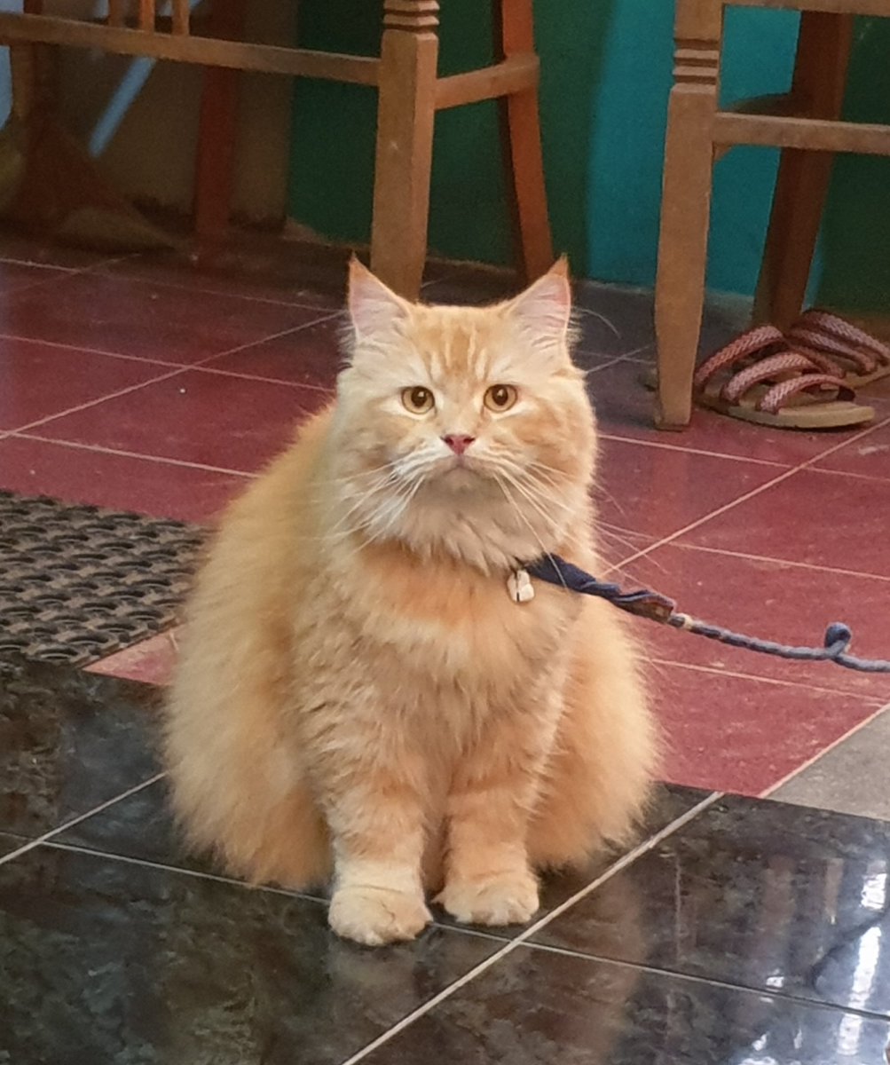 petsfess's tweet photo. kcg! HALOOO aku dulu di'beli' masnya mbak babu di pasar burung, sekarang aku adalah penguasa rumah. Mari berkumpul pasukan orenkuuu! Ayo kita kuasai dunia! https://t.co/RdDTCJJuXA