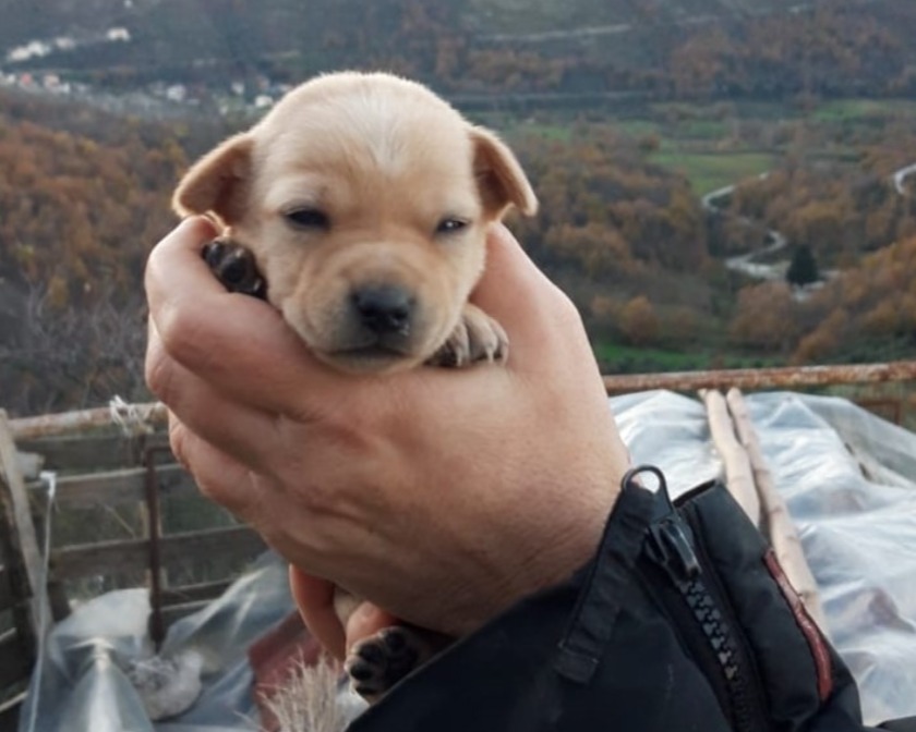 Annunci Animali on Twitter: "Roma: LETTERINA, CUCCIOLA TAGLIA MEDIO  PICCOLA: #regalo #cuccioli #cani #roma Vai all'annuncio:  https://t.co/ivsLIuo1Tq https://t.co/YqKvJbD6yu" / Twitter