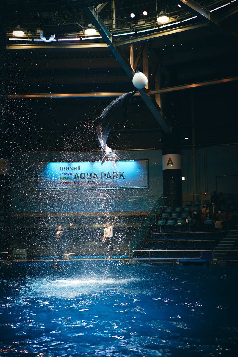 SHINGOKATO's tweet image. 品川水族館に知人夫婦と行きました。子供たちの撮影に熱中し過ぎて、お魚たちを全く見てなかったことに、帰宅して初めて気づきました（汗）

#アクアパーク品川
#初めて行ったのに魚見ず
#またいつか行けばいいか