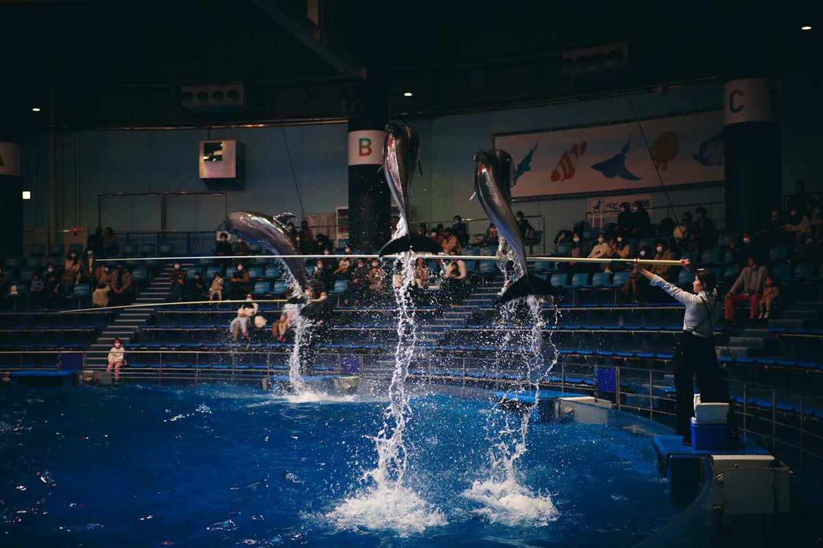 SHINGOKATO's tweet image. 品川水族館に知人夫婦と行きました。子供たちの撮影に熱中し過ぎて、お魚たちを全く見てなかったことに、帰宅して初めて気づきました（汗）

#アクアパーク品川
#初めて行ったのに魚見ず
#またいつか行けばいいか