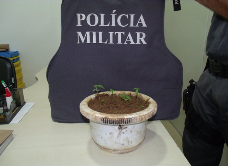 Police units across Brazil are eagerly participating in the annual Bonsai competition
