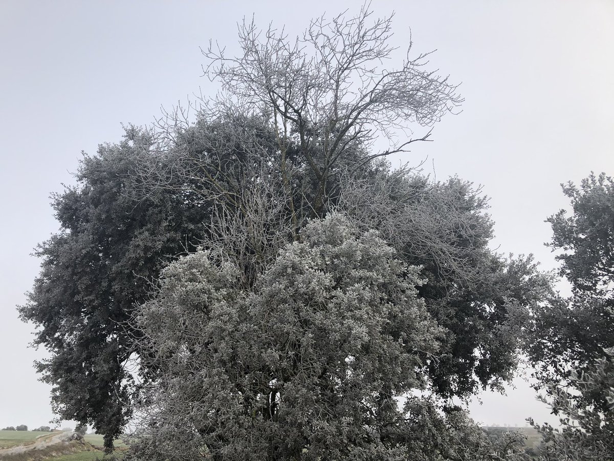 DavidGargante's tweet photo. Boira gebradora a #Vicfred, #LaSegarra. -2 graus de temperatura i la boira sembla que no vol marxar, tot i que fa bastant vent i això accentua la sensació de fred. @meteopolita @alexmegapc @TomasMolinaB #ElTempsTV3 #324eltemps https://t.co/iMEhBiknpK