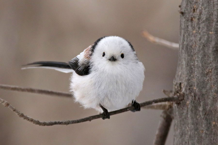 ぼく シマエナガ Twitterren この鳥さん知ってる人rt ぼく シマエナガ Twitterren この鳥さん知ってる人rt