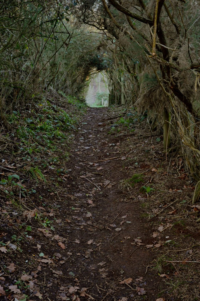 whymarkc's tweet image. Recent walk