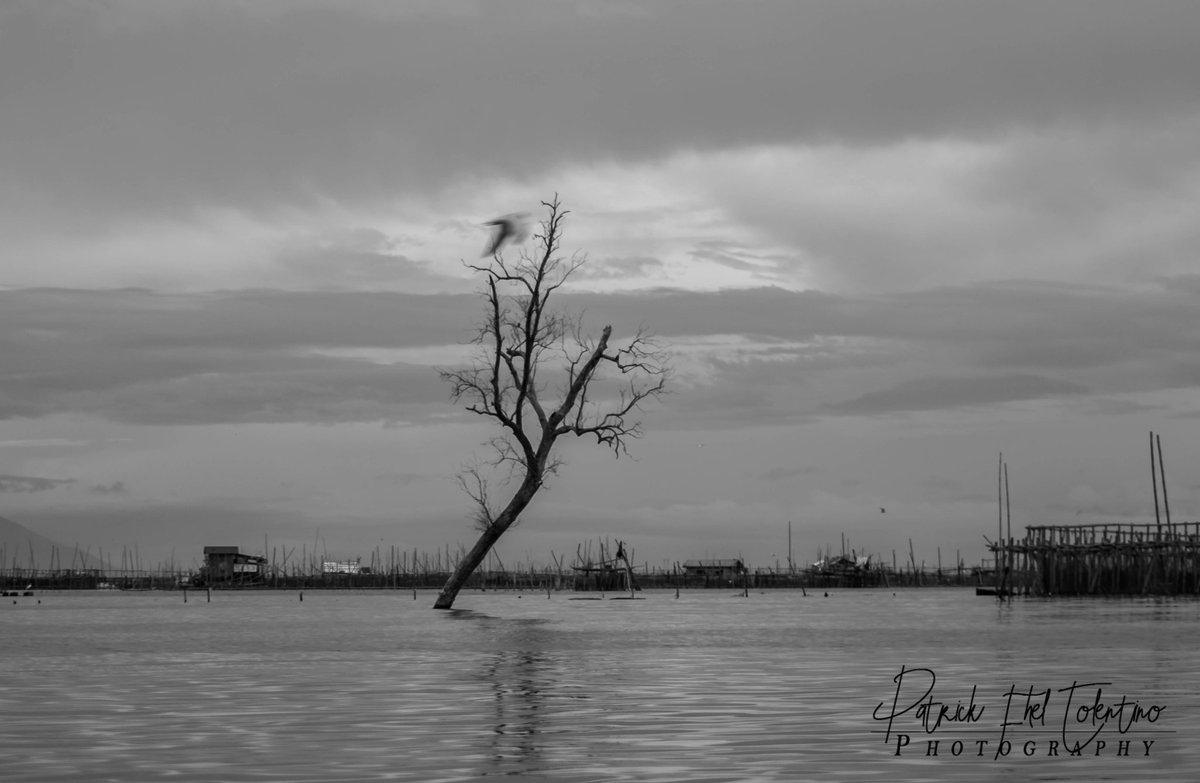 Patrickfhel's tweet photo. #wheninhagonoy #wheninmanila #nikonphotography #photographer #blackandwhitephotography #PhotoOfTheDay #landscapephotography #NaturePhotography https://t.co/2B5DuQJKc5