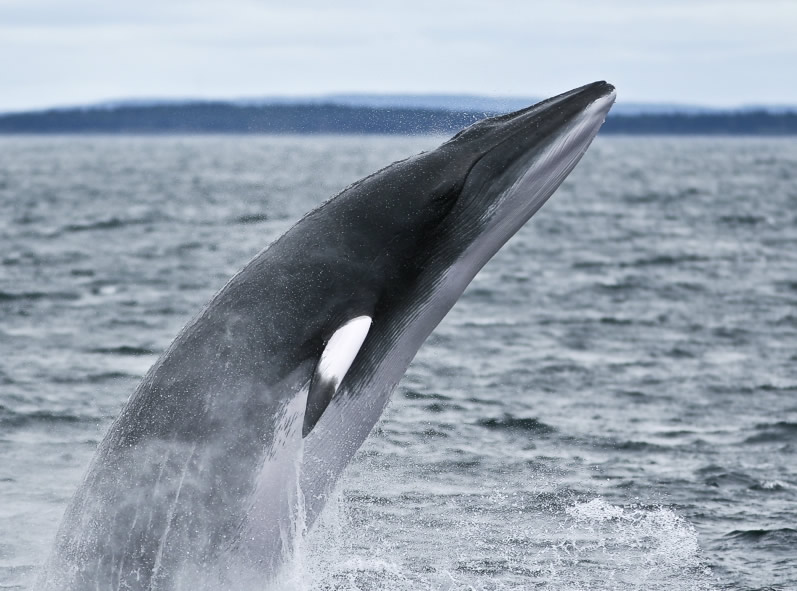 [1/5]
URGENT! People in #Japan, a #minke #whale has been trapped in the fixed nets off #Taiji since 25 Dec 2020. Please phone and fax the Taiji Fisheries Cooperative on 0735 59 2048 and ask them to release the whale now.