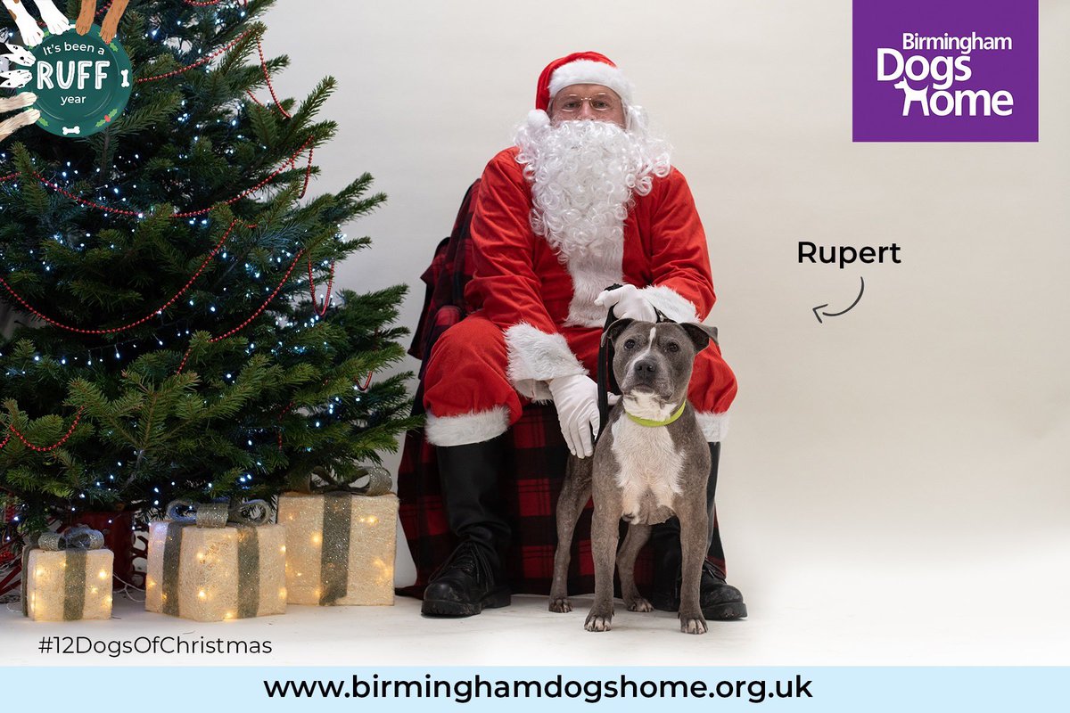 BhamDogsHome's tweet photo. Day 3 of #12dogsofchristmas
We have dogs of all sizes, all coat lengths, all ages and all personalities...the one thing they do have in common is that they are all looking for loving homes to call their own.
#12DogsofChristmas #RuffYear #birminghamdogshome https://t.co/nEZiVCvjTS