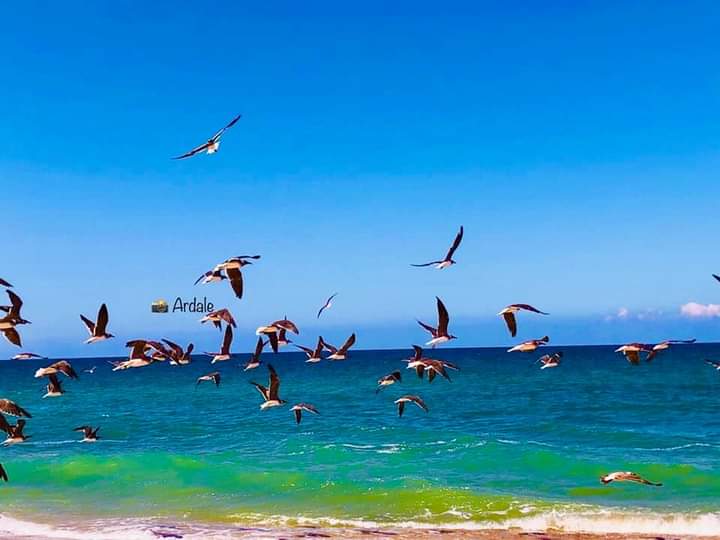 MursalIse's tweet photo. Maydh, Sanaag, Somalia❤.

📸Ardaalle https://t.co/0ZjYHswaUJ