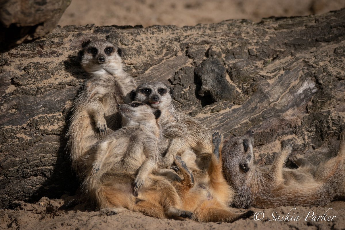 Outdoor farm parks to re-open! 
The Government has permitted attractions with outdoor spaces to re-open and subsequently Hobbledown will re-open (outdoor only) on Monday 28th December. 
Come and walk-off 2 days of non stop eating!
Tickets available at hobbledown.com