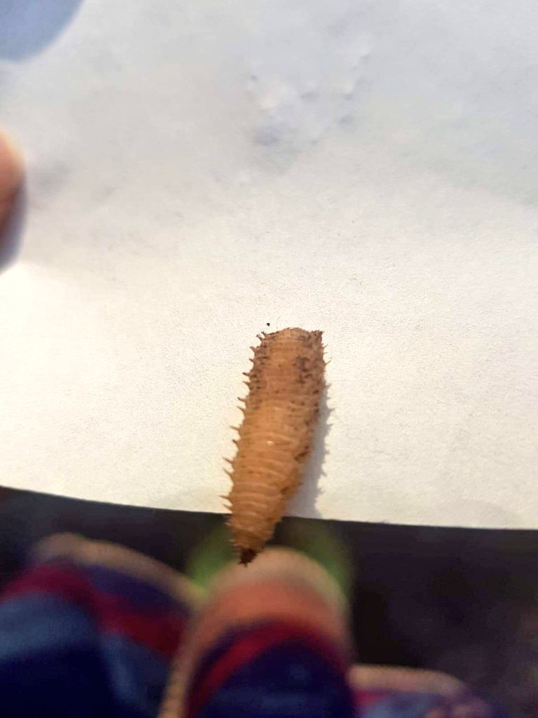 friendshiptree3's tweet photo. Help needed from anyone who knows their bugs.
The other day I found this bug/larvae, we can't identity it at all and want to know.
Any help greatly appreciated.
#Bug #Larvae #NaturePhotography #naturehelp #Identify #QuestionOfTheDay #question https://t.co/zXlQYmZciZ