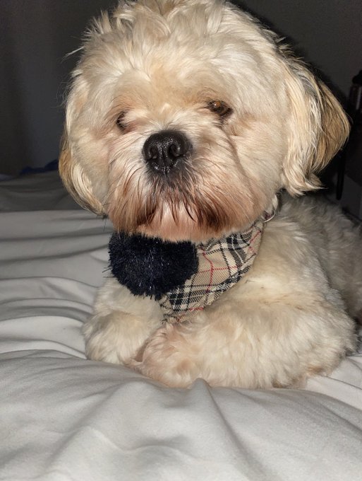 my dog getting me up this morning https://t.co/X7Yj6Ki2sR