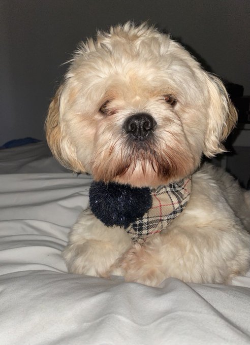 my dog getting me up this morning https://t.co/X7Yj6Ki2sR