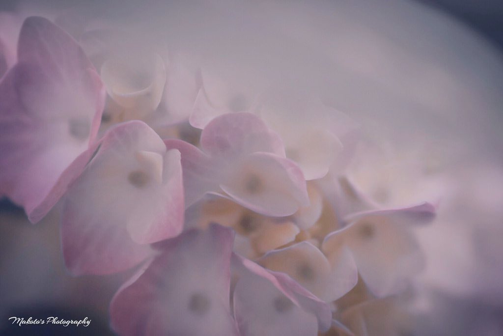 Makoto Photos Life Mv 日陰花 森山祐衣 T Co Scukldixyr Youtubeより 優しき夜に