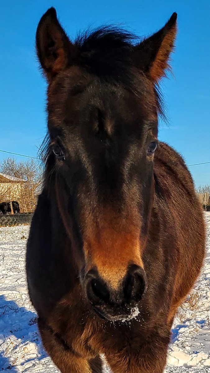 JBMEquiFarms's tweet photo. Yogi and all the horses enjoyed a balmy December 25.
#ChristmasDay2020 #horses #sunshine #balmy #mbwx #minus2 #yogibear #yogiandbooboo #grace https://t.co/jN3Y8TMGW2